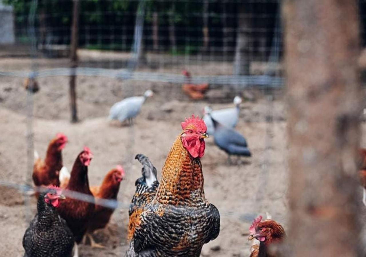 Farma Serock Kültér fotó